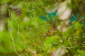 Cobwebs with dew drops on pine branches in the morning.