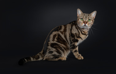 Fototapeta na wymiar Handsome young brown tabby American Shorthair cat, sitting side ways. Looking at lens with mesmerizing green eyes. Isolated on a black background. Tail behind body.
