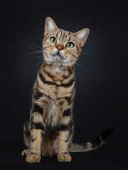 Obraz premium Handsome young brown tabby American Shorthair cat, sitting up facing front. Looking up with mesmerizing green eyes. Isolated on a black background.