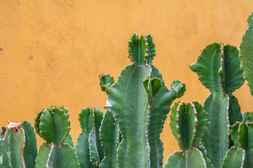 cactus on orange background