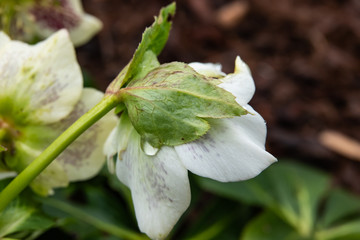 Lenten Rose Flower in Bloom in Winter