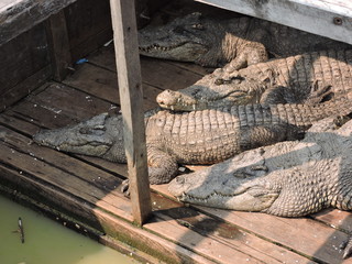 Krokodile