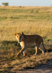 Obraz na płótnie Canvas A lioness walking inside Masai Mara National Park during a wildlife safari