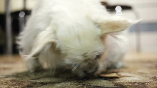 Little cute old dog breed Chihuahua licks bone lying on the floor. Close-up, real time, indoors