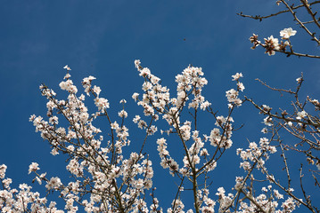 Prunus dulcis