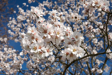 Prunus dulcis