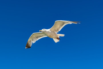 seagull in flight