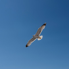 seagull in flight