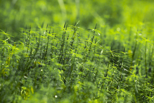 gress macro grass