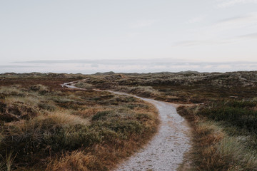 Winding hiking trail through heather, grass and dunes in Thy Nationalpark, Denmark.