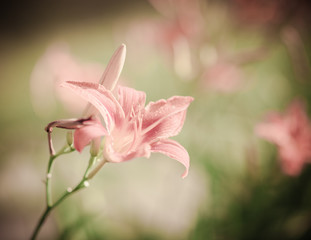 Beautiful lily flower in flowerbed outdoors