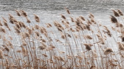 Spring. swamp tall grass swaying in the wind.