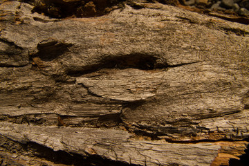  wooden texture of centenary cohiue, typical tree of the Patagonian zone in Argentina
