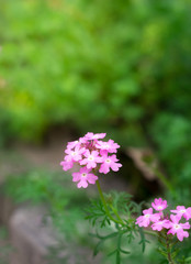 Fototapeta premium Small pink flowers in park.