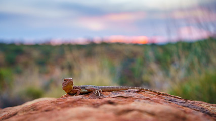 lizard in the sunset of kings canyon, northern territory, australia 9