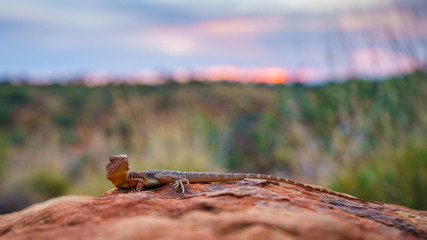 lizard in the sunset of kings canyon, northern territory, australia 10