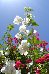 white flowers of appletree