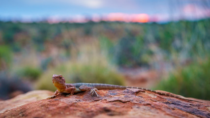lizard in the sunset of kings canyon, northern territory, australia 15