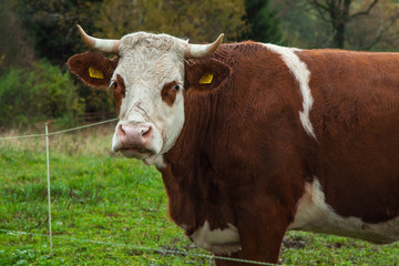 cow and beige on the pasture