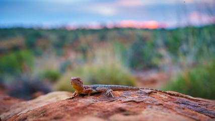 lizard in the sunset of kings canyon, northern territory, australia 17