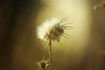 dandelion with thorns