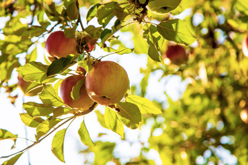 apples grow on a tree in the garden. Selective focus.