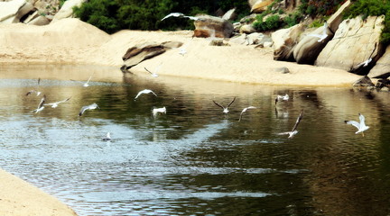Flock of seagulls in river