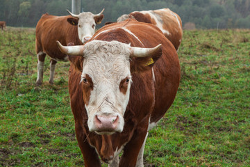 Naklejka na ściany i meble cow and beige on the pasture