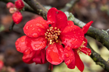 Japanese Quince Flowers in Bloom in Winter