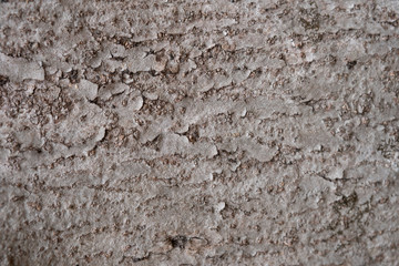 grey tree bark texture