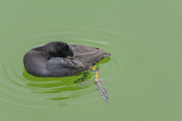 Bläßhuhn im grünen Wasser putzend