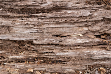rotting tree wood texture