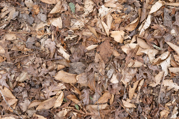 dry leaves on ground texture