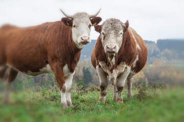 Fototapeta na wymiar cow and beige on the pasture
