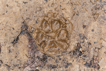 dog paw print in mud