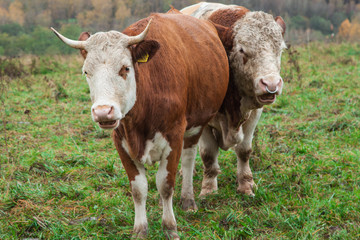 Naklejka na ściany i meble cow and beige on the pasture