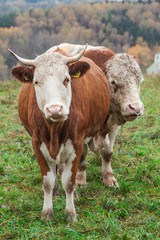 cow and beige on the pasture