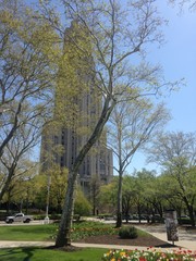 Pitt Cathedral 