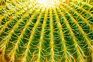 Closeup view of green Golden Barrel Cactus or Echinocactus grusonii as a background, texture