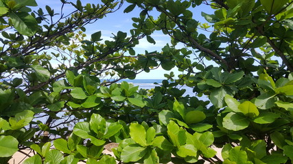 Tree leaves at beach