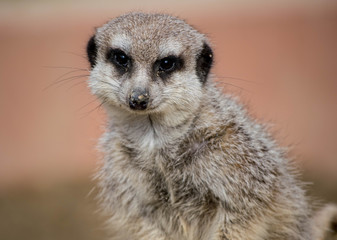 Erdmännchen im Stadtpark in Lahr