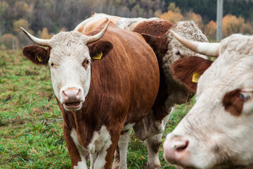 cow and beige on the pasture