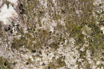 mossy rock texture