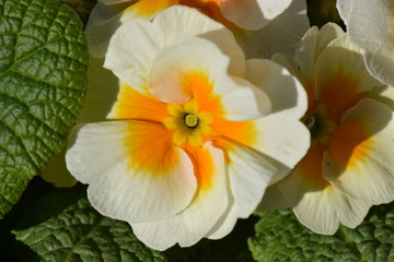 Fototapeta na wymiar Primeln - Primula