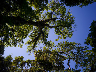 Fototapeta premium Low angle view of trees, Kaluk, West Sikkim, India