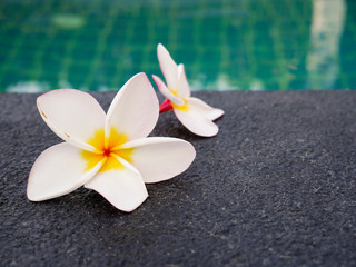 Plumeria flowers are placed on the edge of the pool.