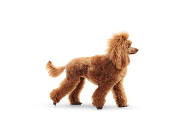 Profile shot of a red poodle walking