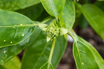 Spotted Laurel Flower Buds in Winter