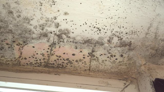 Toxic black mold in the building. Growth and reproduction