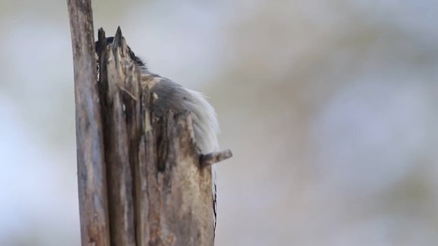 Pic chevelu